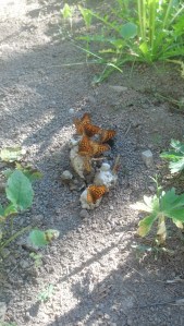 IMG_20130630_175614_018