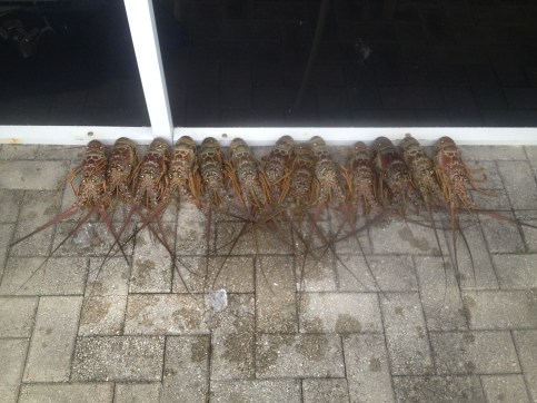 Able to pull out 13 lobsters from shallow spots and windy conditions